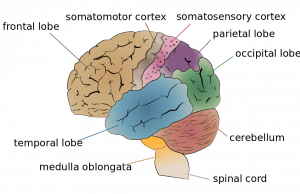 The cerebellum is very small compared to other brain structures.