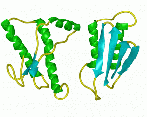 Schematic of prion protein structure: normal configuration on left, abnormal on right.